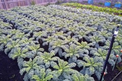 Kale-