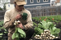 Sam-turnips
