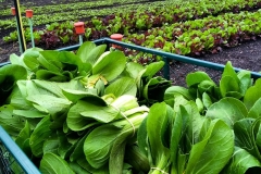 bok-choy